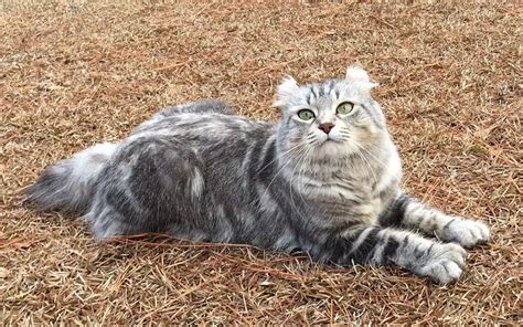 乗鞍高原 観光 おすすめ そして、なぜかそこにいる猫の話