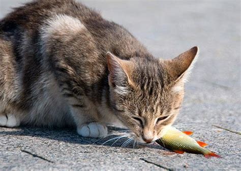 ストリートビュー 最新：猫が魚を食べながら踊る世界